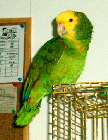 Salka