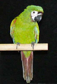 SevereMacaw3