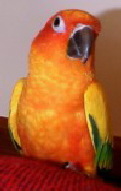 Sun_Conure202