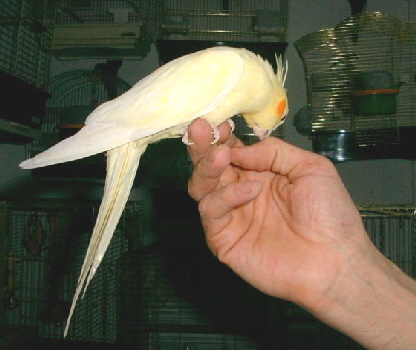 Tinna