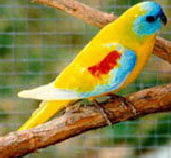 Turq. yellow