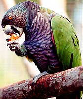 a.imperialis