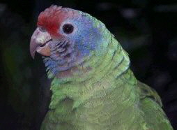 a_barsiliensis2