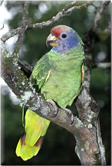 a_brasiliensis1