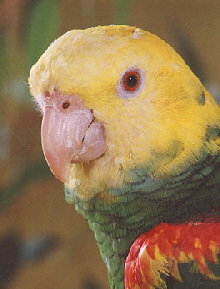 a_yellowheaded