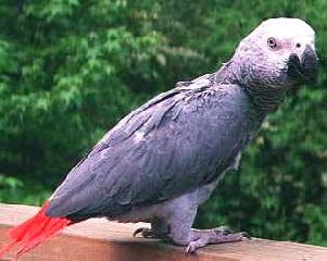 african_grey_congo