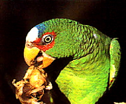 albifrons