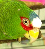albifrons_nana