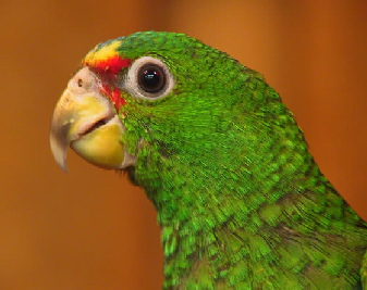 amazona-albifrons