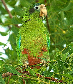 amazonaventralis