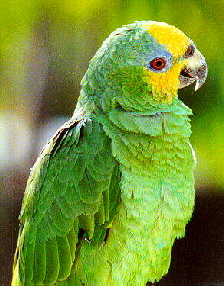 amazonica