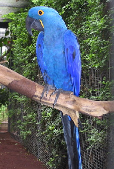 anodorhynchus-hyacinthinus