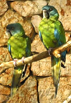 ara_couloni2