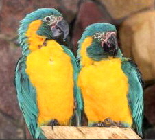ara_glaucogularis
