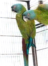 aracouloni