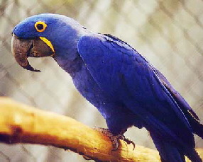 ararauna