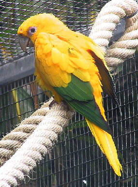 aratinga-guarouba