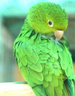 aratinga-white-eyes