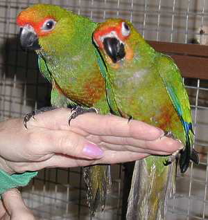 aratinga_capped