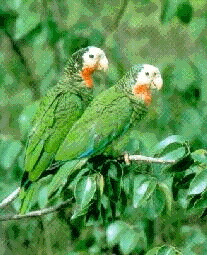 bahamensis