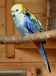 blue-cheeked02