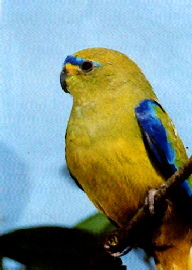 blue-wing
