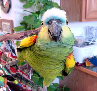 blue_fronted_amazon