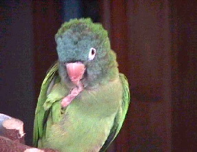 bluecrowned_conure