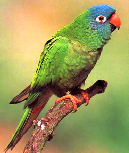 bluecrownedconure