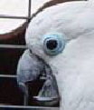 blueeyed1