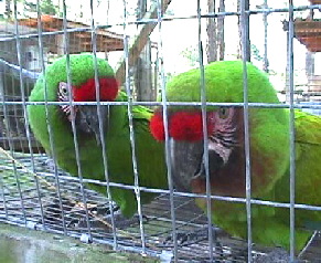 boliviana boliviana
