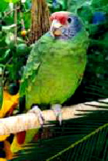 brasiliensis