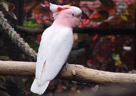 cacatua-leadbeateri