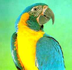 caninde