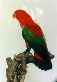chattering_lory