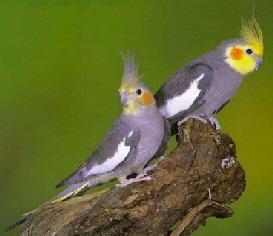 cockatiel_normal_grey