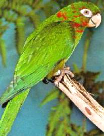 cuban