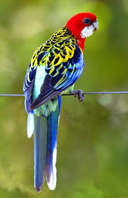 eastern rosella03