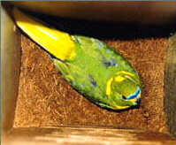 elegnt