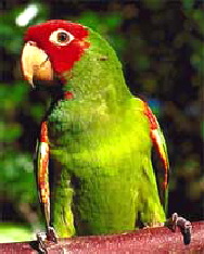 erythrogenys