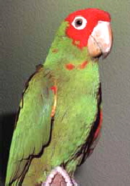 erythrogenys1