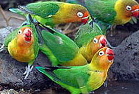 fischers-lovebird280