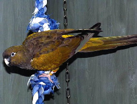 g-cyanoliseus-patagonus