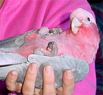 galahassimilis