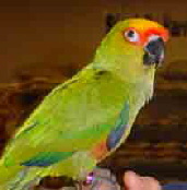 goldcappedconure