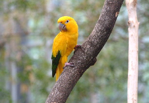 golden_conure