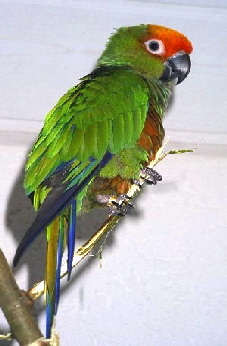 goldenfronted