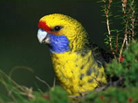green_rosella