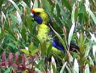 green rosella