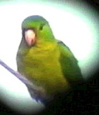greenparrot